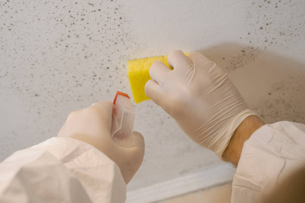 Best Mold Odor Removal Services  in Mcswain, CA