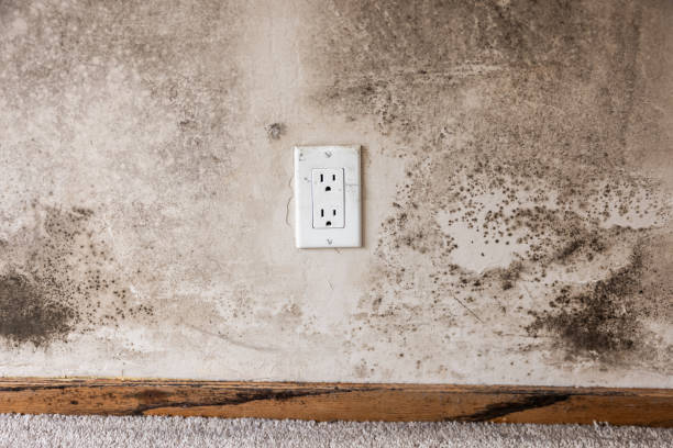 Best Commercial Mold Inspection  in Mcswain, CA