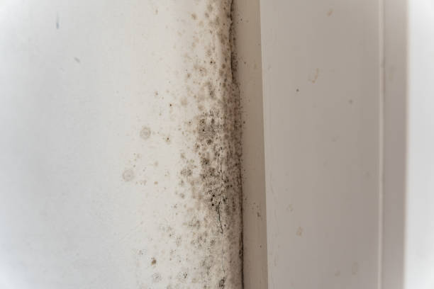 Best Basement Mold Removal  in Mcswain, CA